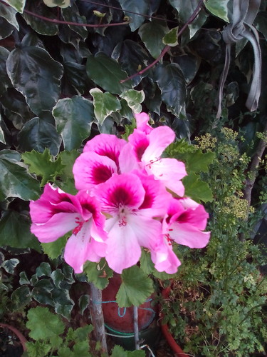 Malva Rosa - Foto original DAPL 2016.jpg