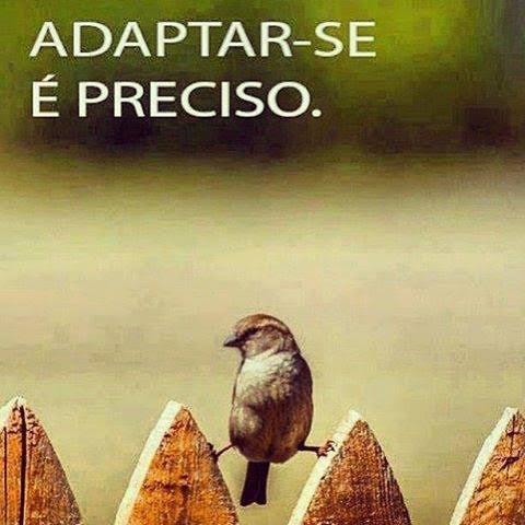 adaptaÃ§Ã£o.jpg