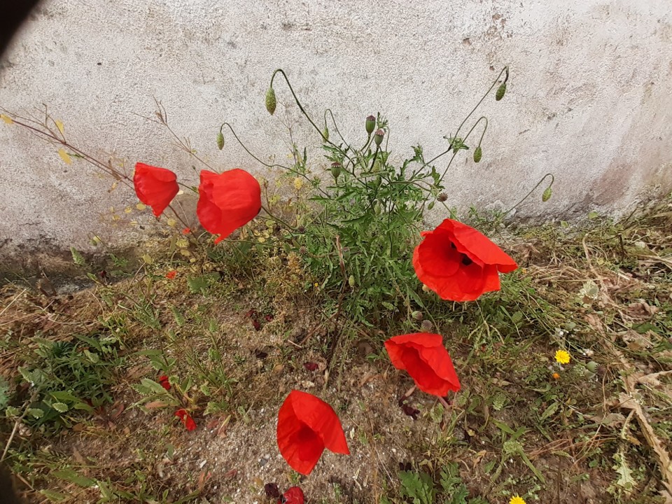 Papoilas. Foto Original. 2021.05.22.jpg