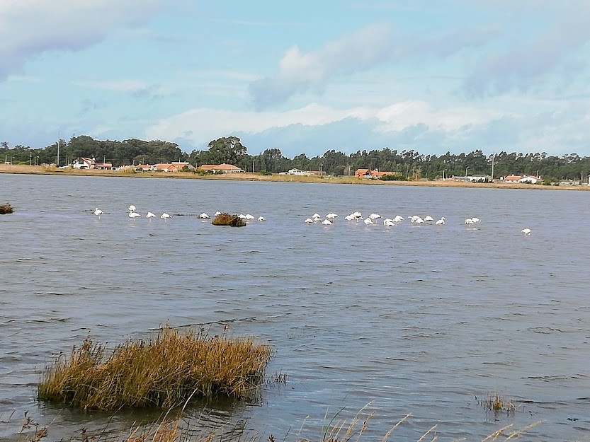 IMG_20201025_122356.jpg IMG_20201025_122356.jpg