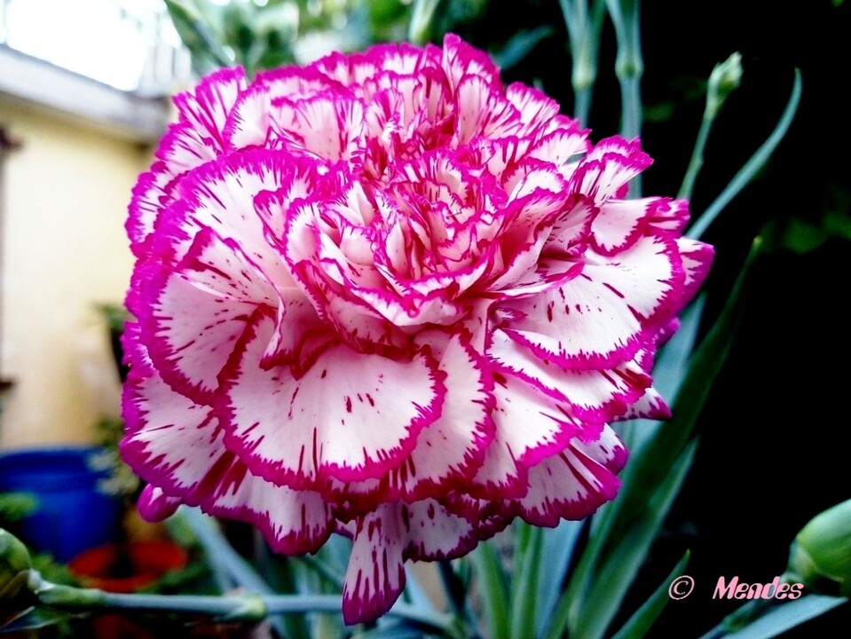 Cerva - A beleza das Flores - Cravos Bicolores.