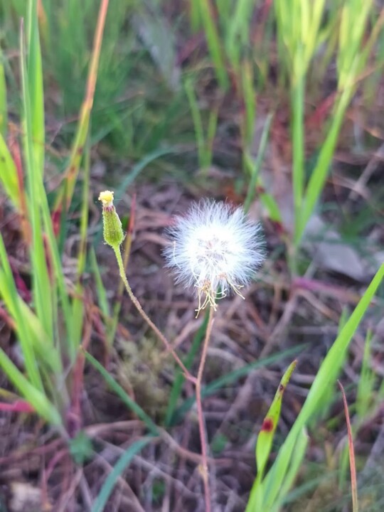 Não me canso disto primavera 6.jpg