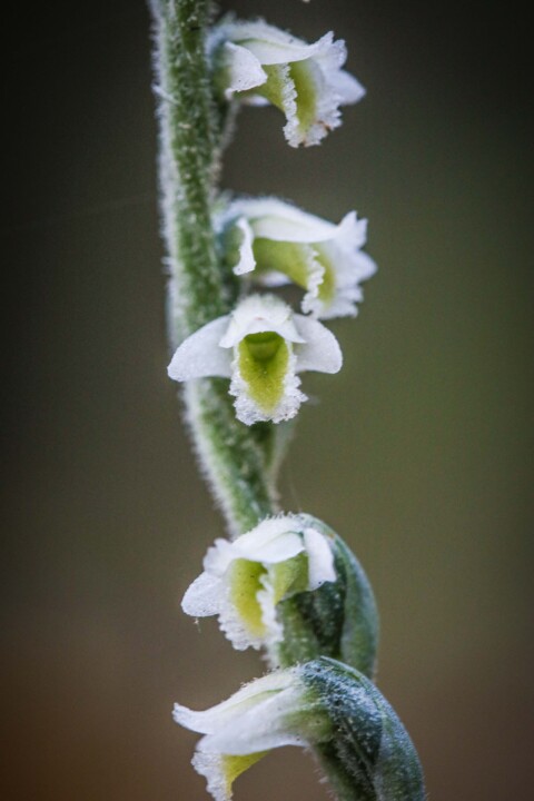 orquidea de outono 8.jpg