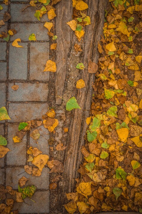 jardim rio da costa 15.jpg