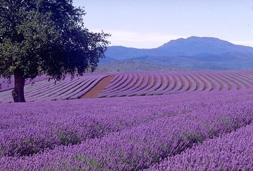 Perfumaria lavender-field1.jpg