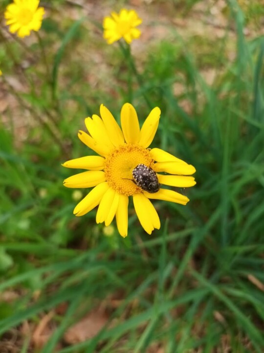 Não me canso disto inseto2.jpg