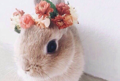 rabbit.jpg