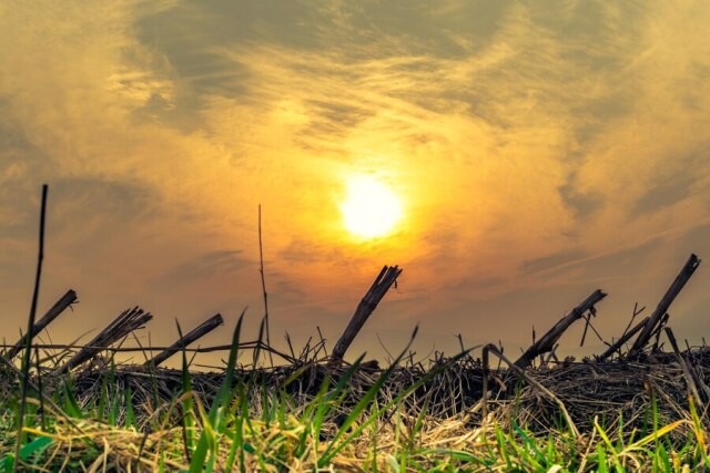 detalhe-do-campo-de-milho-cortado-sol-escondido-pe