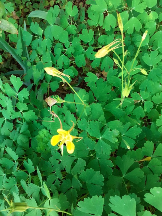 Jardim Gulbenkian. Foto original. 2021.08.01.jpg