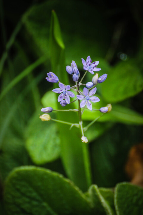 scilla monophyllos 5.jpg