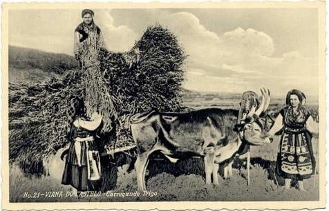 352- apanha leira da areosa.jpg