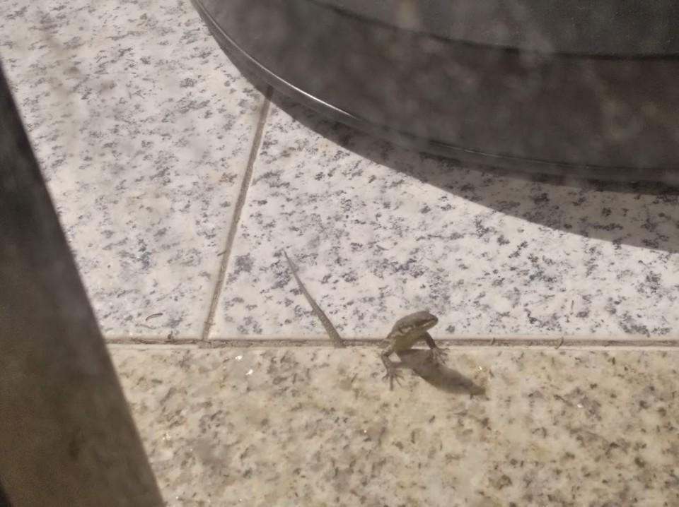 não_me_canso_disto_lagartixa.jpg não_me_canso_disto_lagartixa.jpg