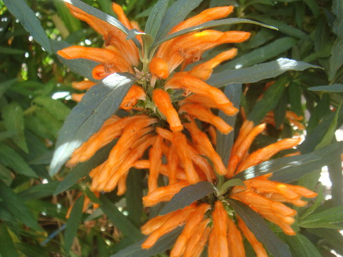 FLORES.JPG