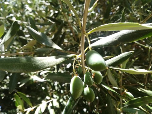 39313175_1184516998354726_8725714004468563968_n.jp