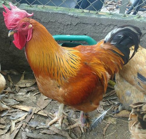 Galo-galinhas-e-pintos-20170212010236[1].jpg