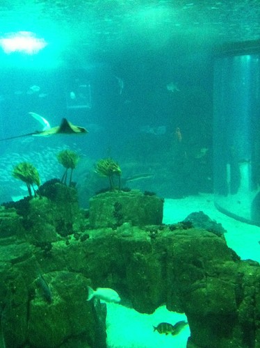 oceanario 1