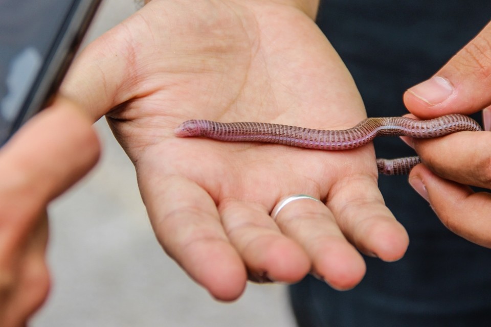 Blanus cinereus 6.jpg