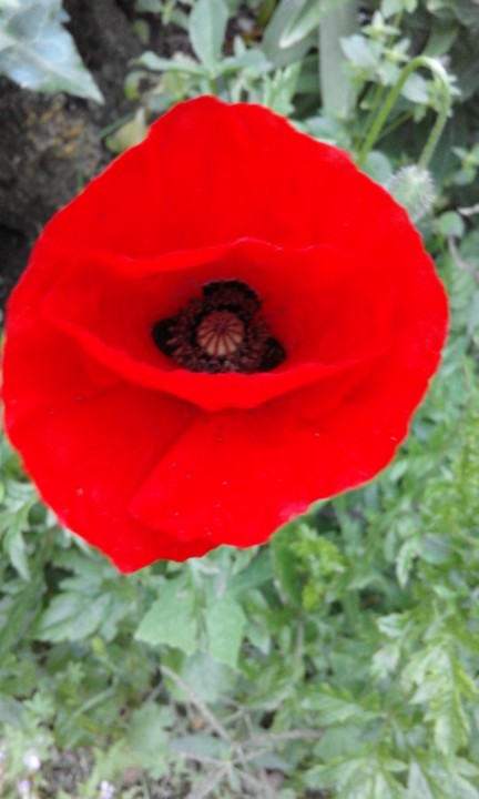 Papoila rubra. Foto Original. 2020. 04. jpg