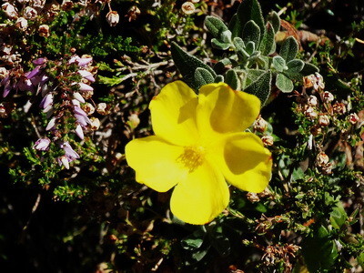 amarelo.jpeg
