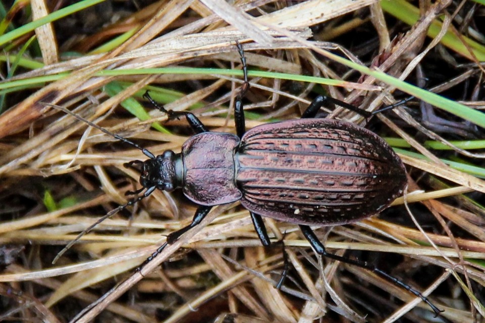 Carabus rugosus 2.jpg