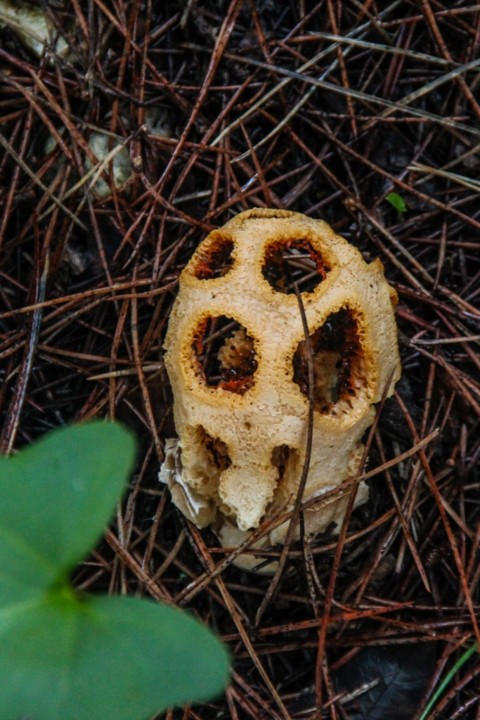 Clathrus ruber 15.jpg Clathrus ruber 15.jpg