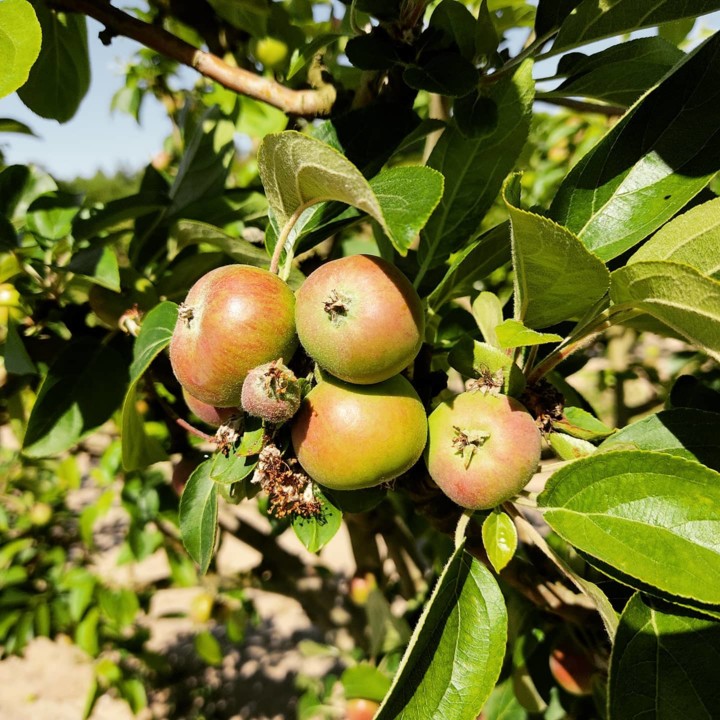 182795642_2014484355357982_1561796373035698593_n.j