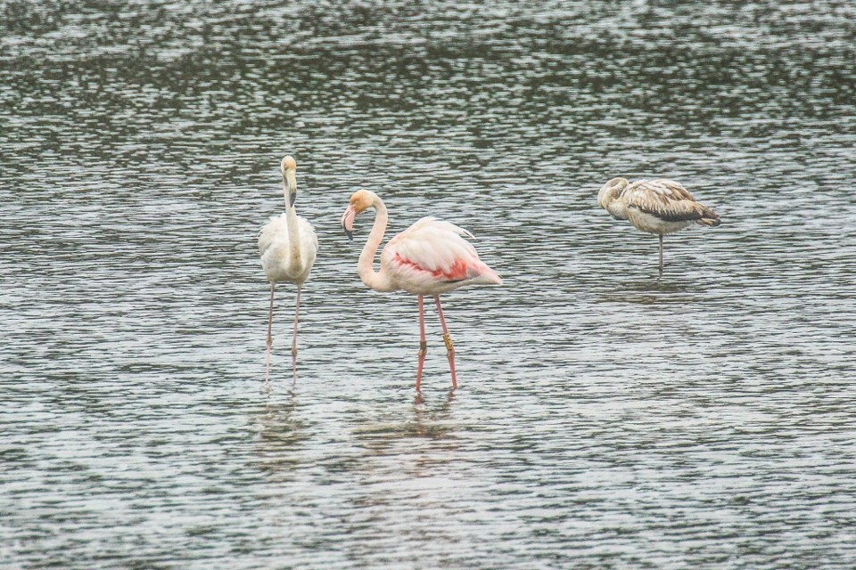 lagoa de obidos 15.jpg