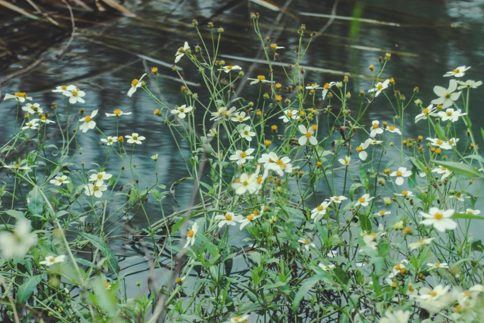 Bidens aurea 4.jpg