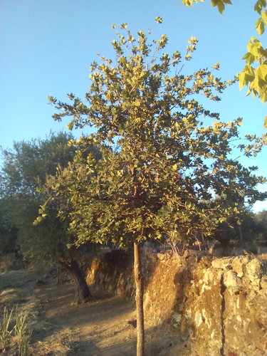 Original DAPL 20170715.jpg