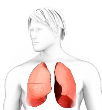 corpo humano anatomia medicina desenhar montar