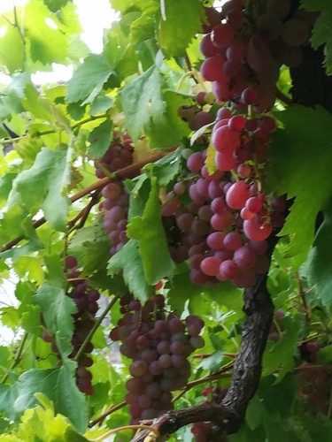 22007426_971768356296259_6906076142135958565_n.jpg 22007426_971768356296259_6906076142135958565_n.jpg