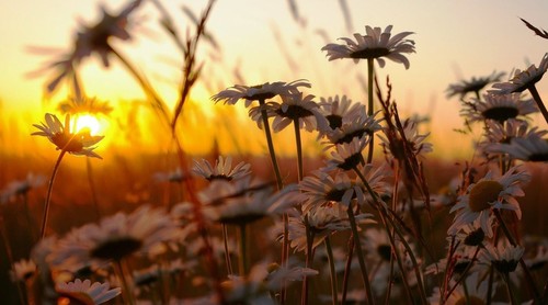 margaridas-amanhecer-wallpaper.jpg