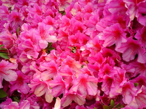 gorreana_azaleas2.jpg gorreana_azaleas2.jpg