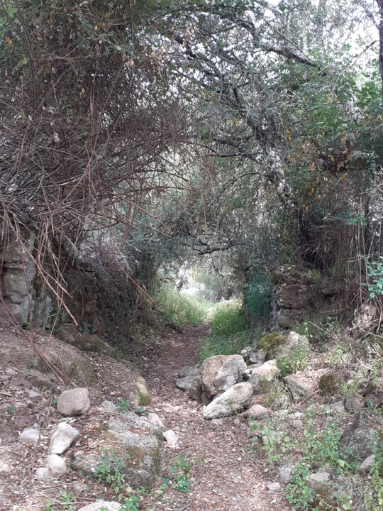 Túnel arbóreo Percurso Pedestre. Foto Original. 2022.05.18.jpg