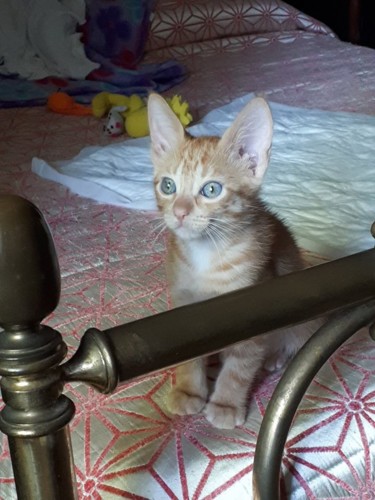 43497206_1663971963714750_8164457067025793024_n.jp