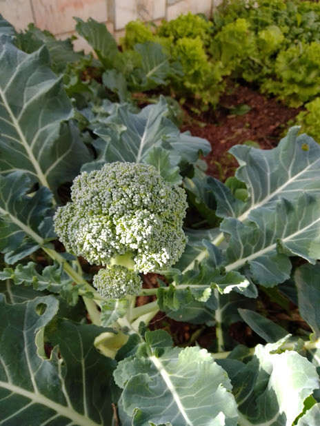 IMG_20200103_130040.jpg IMG_20200103_130040.jpg