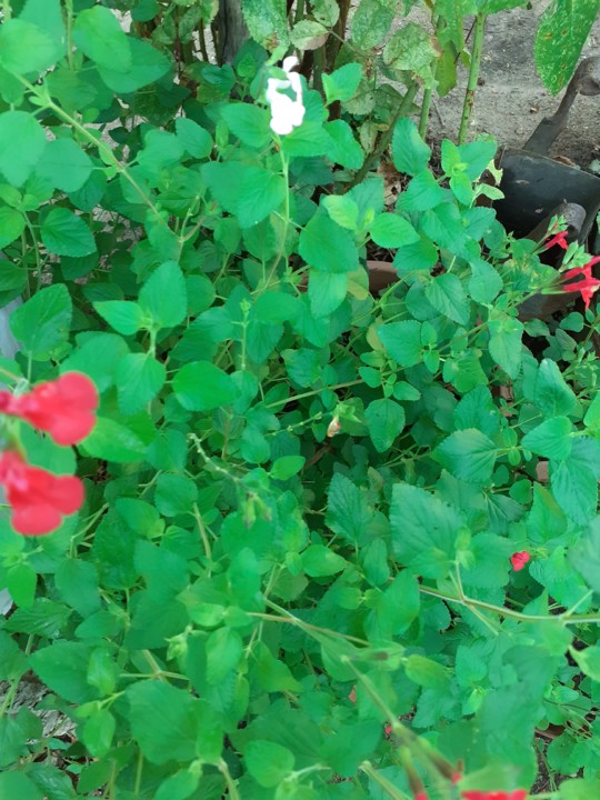 Rapaziada. Foto original. 2021.09.20.jpg