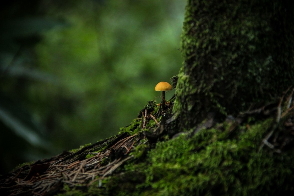 cogumelos 6.jpg