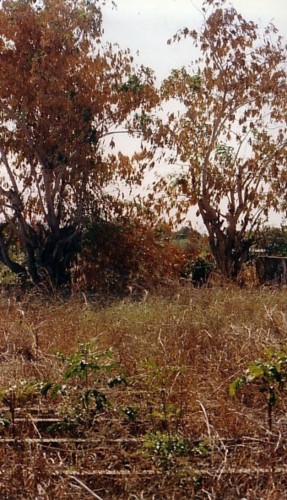 pemba 1.jpeg pemba 1.jpeg