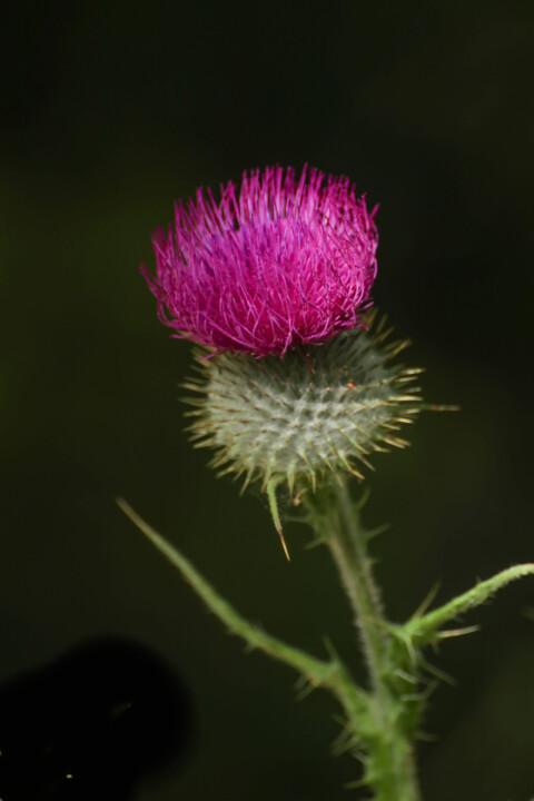 biodiversidade 8 a.jpg