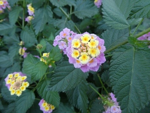 20b_Lousada (122).JPG