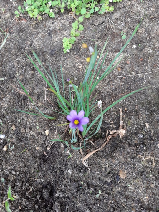 Flor Gulbenkian. Foto original. 2021.08.01.jpg