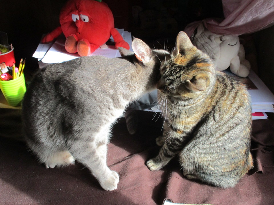 IMG_8420.JPG IMG_8420.JPG