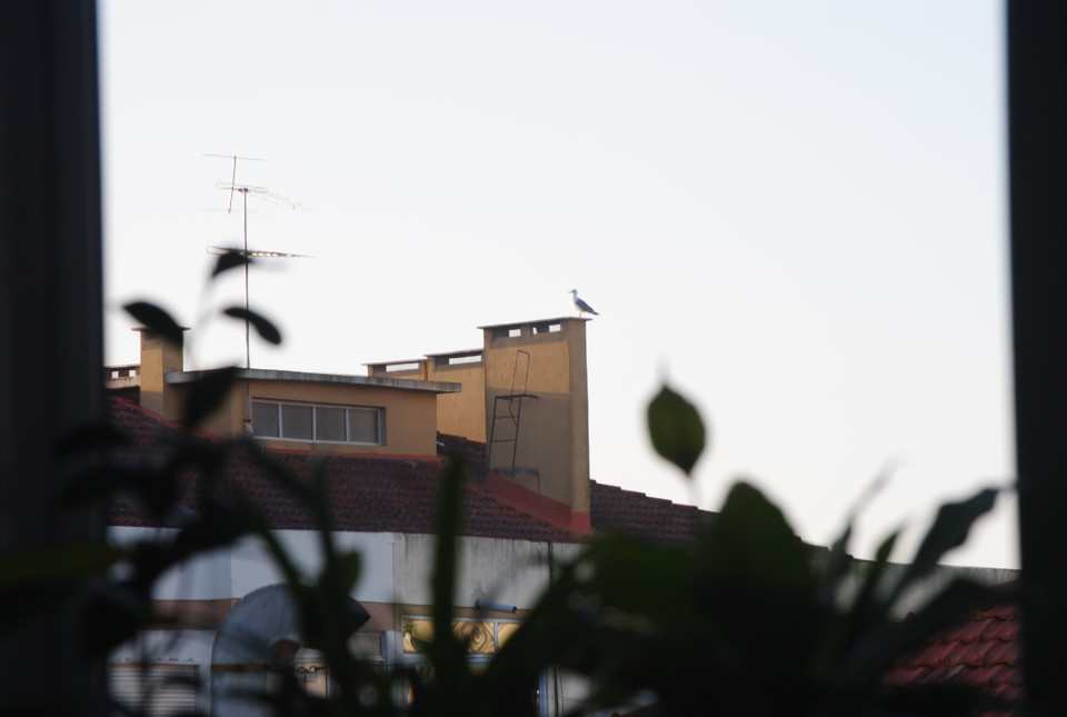 gaivota DSC_0126.JPG gaivota DSC_0126.JPG