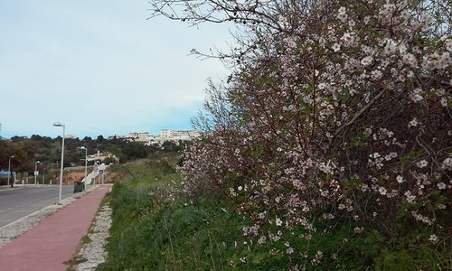 amendoeiras em florr2.jpg