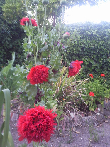 Papoilas da India. Foto original de DAPL 2014 jpg