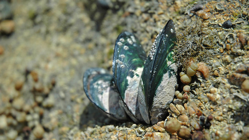 Molusco.jpg Molusco.jpg