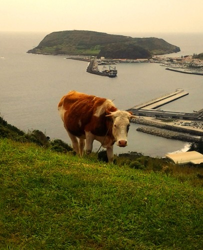 Vigilante e atenta, a vaquinha alimenta-se sobre a cidade...