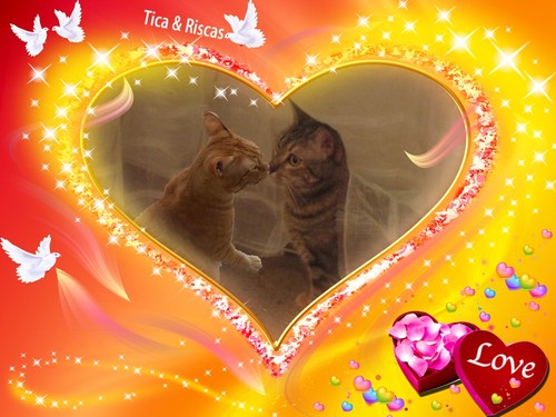 bejocats.jpg bejocats.jpg