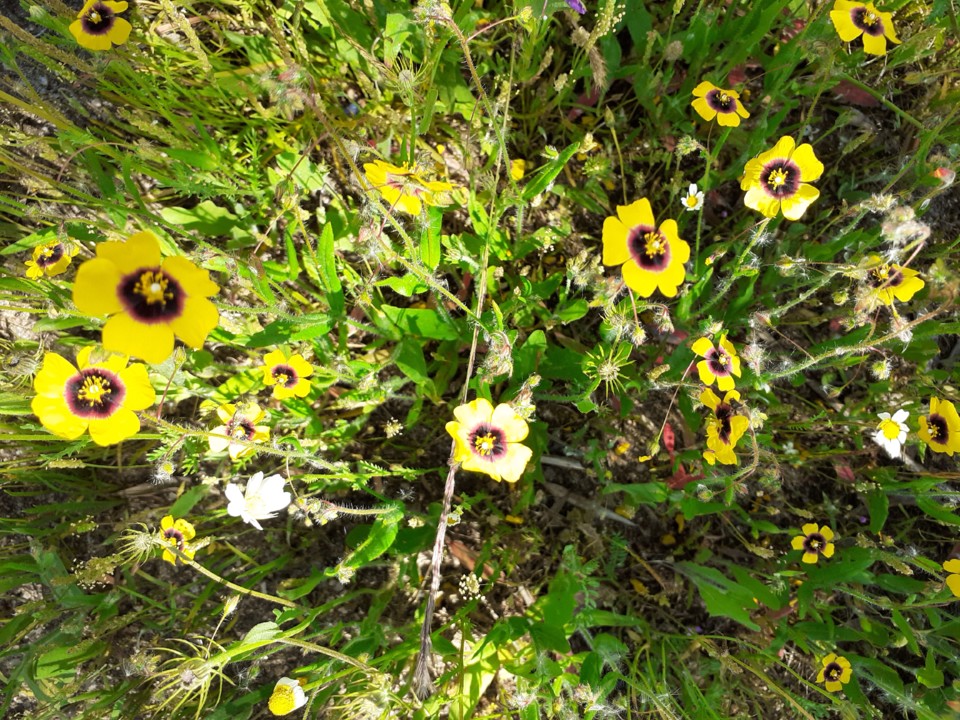 Olhos de Mocho. Foto original. 2021.05.17.jpg